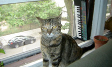 Casiotone for the Painfully Alone's Cat Returns!