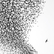 Wilco Announce World Tour