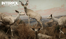 Album Art Cop: Interpol Vs. Ola Podrida
